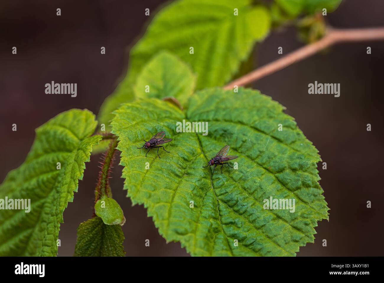 Leaf with Fly's on IT Woodland Walk Northumberland 2025 Foto Stock
