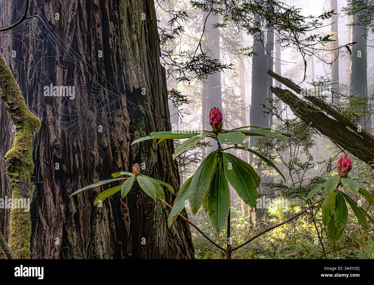 Rododendri e ragnatele, foresta di sequoie nella nebbia Foto Stock