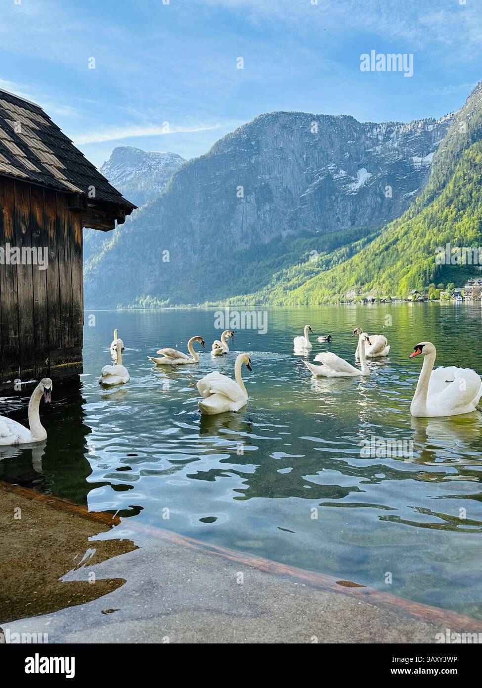 Cigni bianchi sulle rive di Hallstatt in Austria - Immagine stock catturata con smartphone