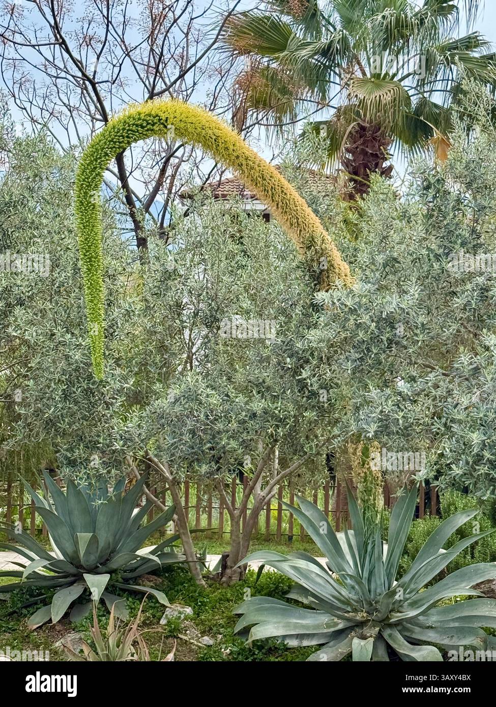 Arcuata di agave Foxtail, nota anche come 'piante del secolo', fiore che emerge dal centro della pianta. Foto Stock