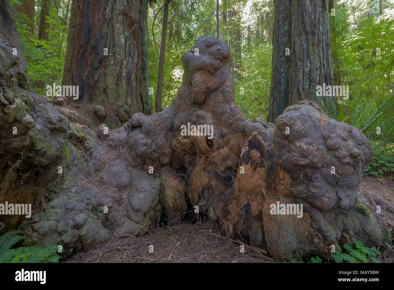 Gigante Redwood Burl di Redwood Tree Foto Stock