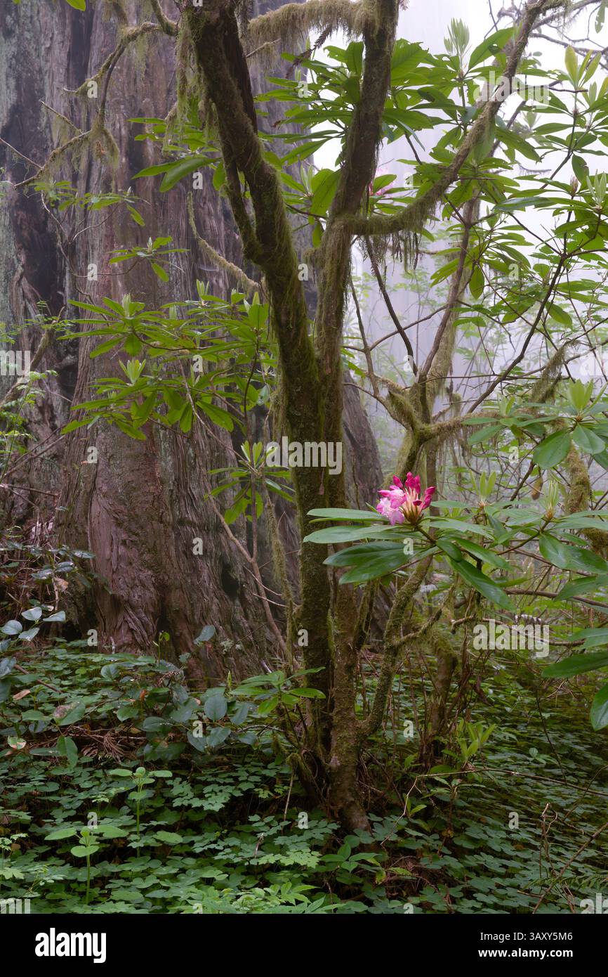 Rododendri nella foresta di Redwood Foto Stock
