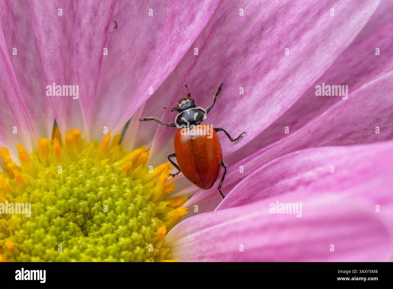 Primo piano del coleottero senza macchie (Coccinellidae) su petali di fiori nel giardino primaverile Foto Stock