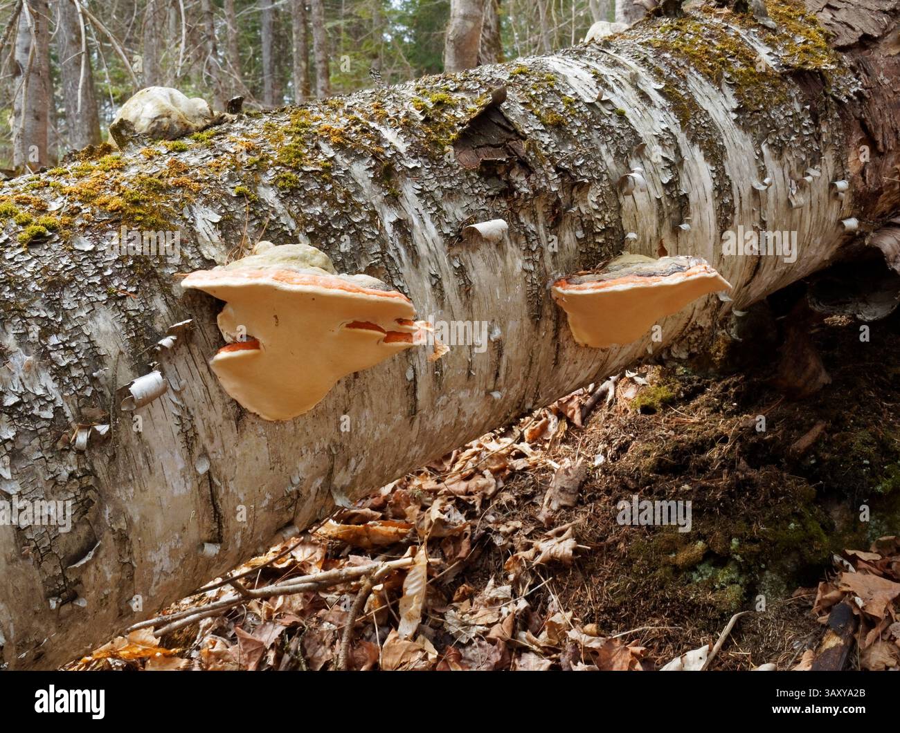 Funghi della cintura rossa settentrionale che crescono su un tronco di betulla caduto. Foto Stock