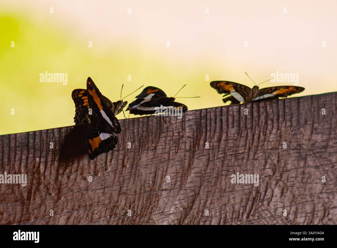 Quattro farfalle arroccate su un pezzo di legno nella foresta amazzonica peruviana Foto Stock