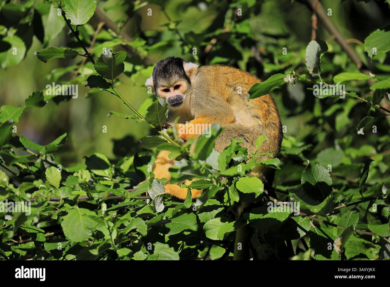Scimmia di scoiattolo con tappo nero (Saimiri boliviensis), adulto, sull'albero, allerta, Bolivia, sud America Foto Stock