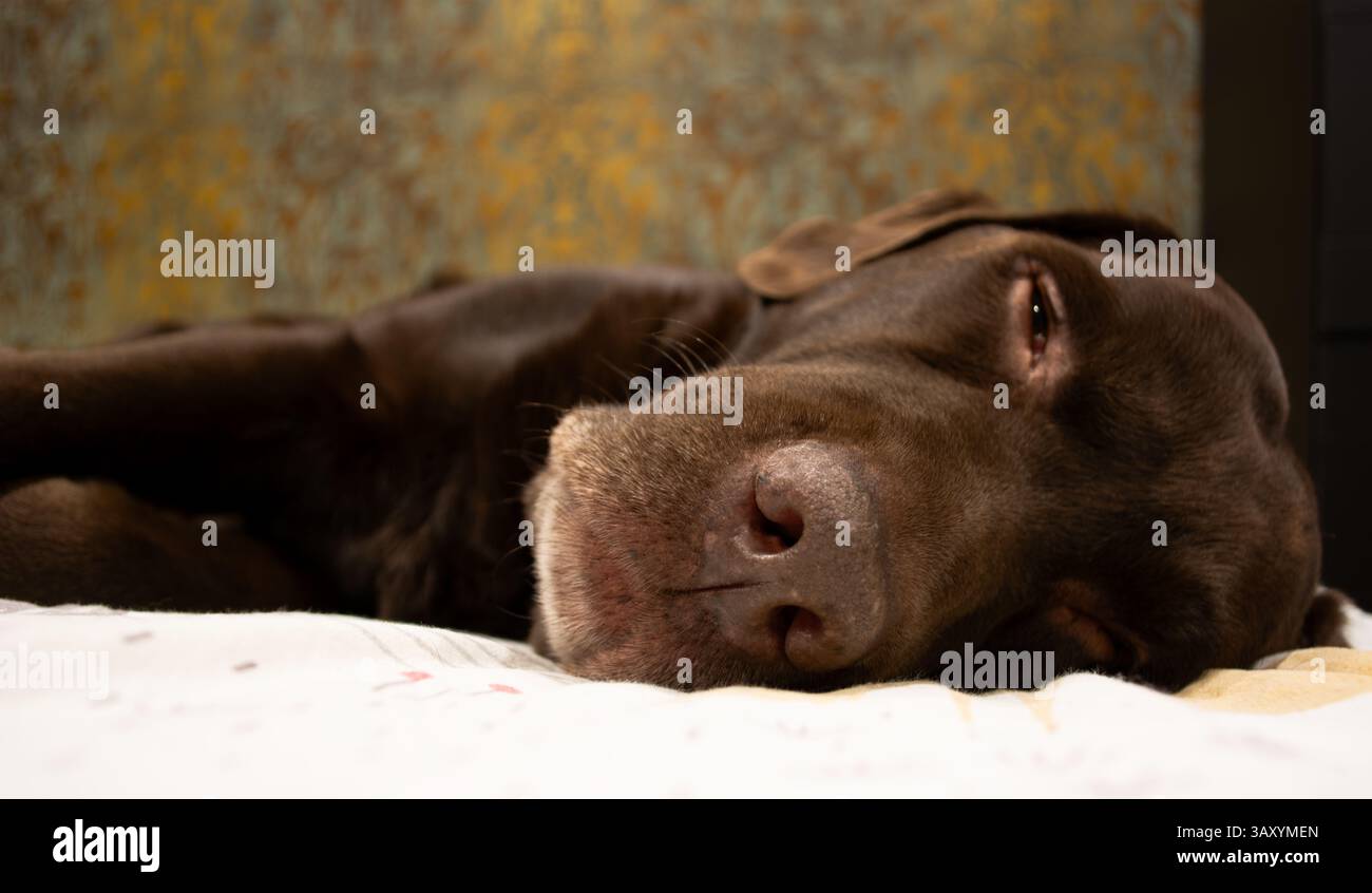 Il cane labrador retriever al cioccolato marrone dorme sul divano. Dormire sul divano. Chiudere il naso labrador retriever. Foto Stock