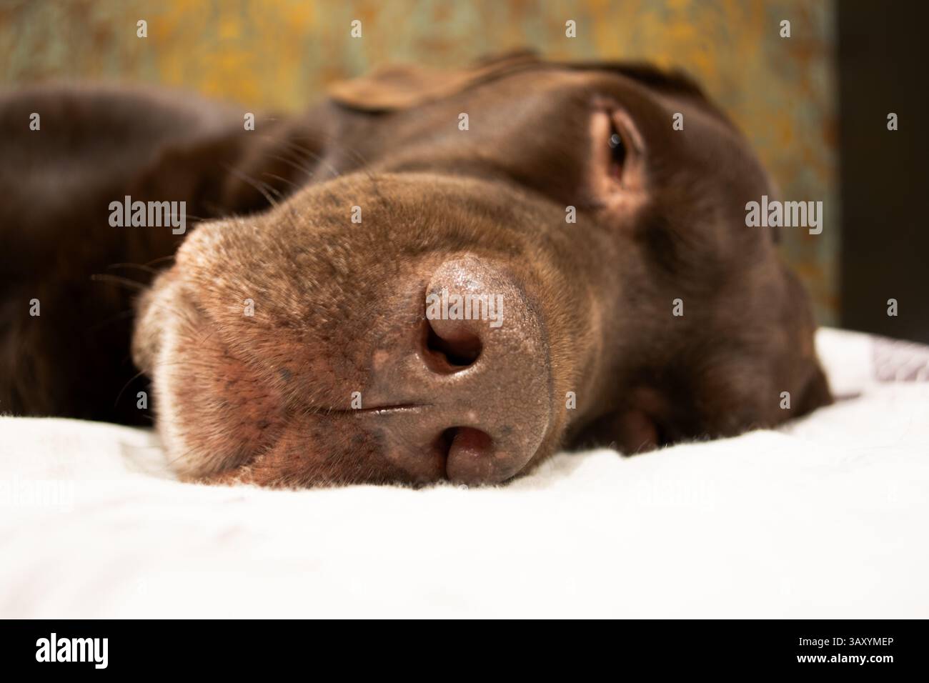 Il cane labrador retriever al cioccolato marrone dorme sul divano. Dormire sul divano. Chiudere il naso labrador retriever. Foto Stock