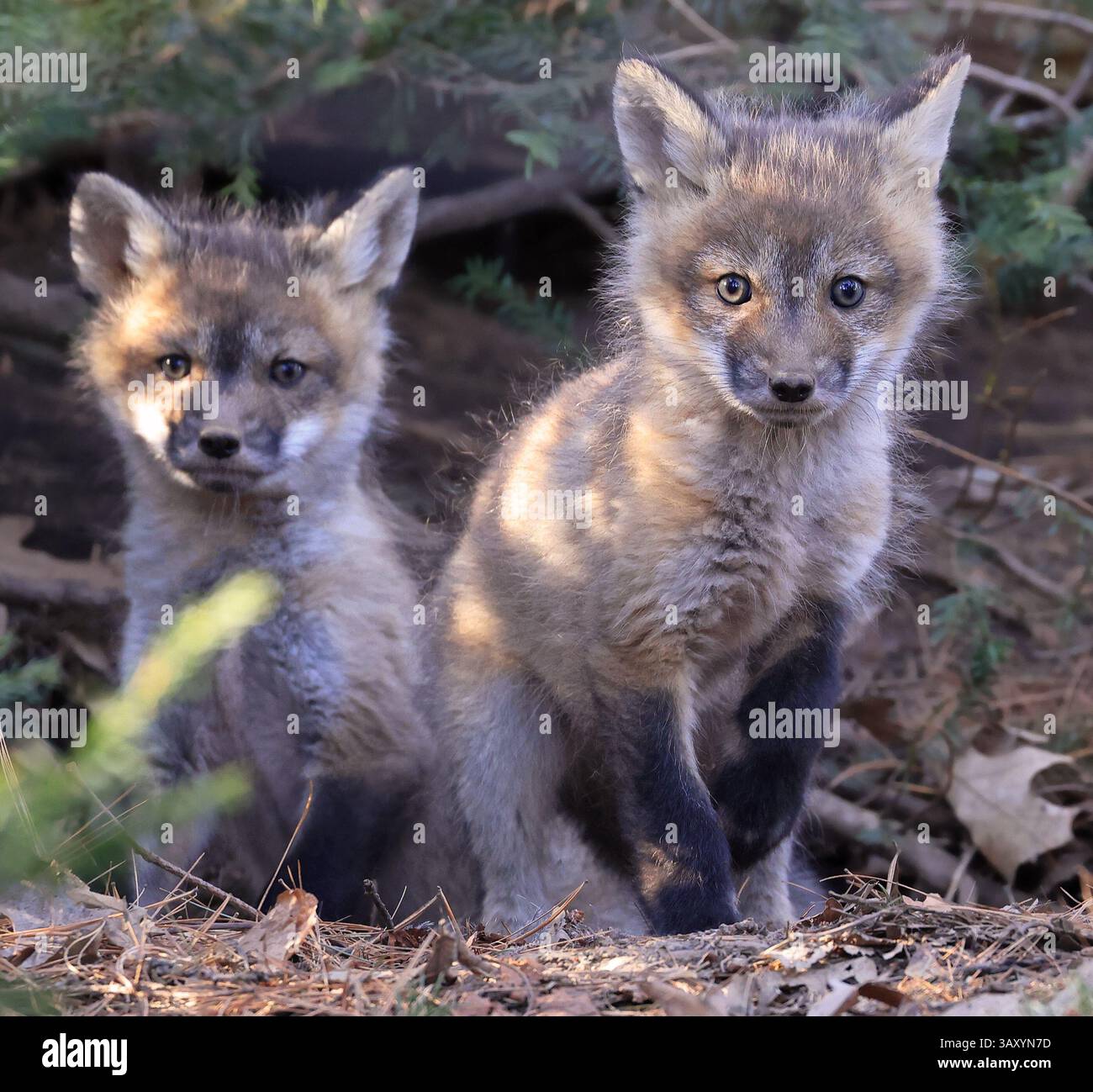 Ritratto di gruppo dei bambini della volpe rossa nella foresta, in Canada Foto Stock