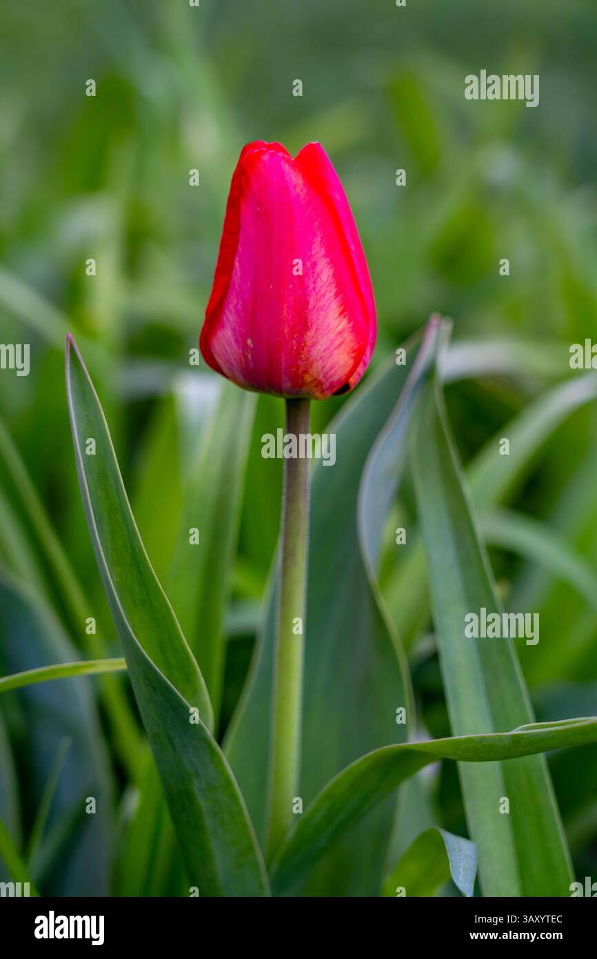 Un suggestivo tulipano rosso si erge alto in mezzo a un vivace fogliame verde, con i suoi delicati petali. La luce del sole proietta una luce soffusa, che enfatizza l'ammirazione Foto Stock