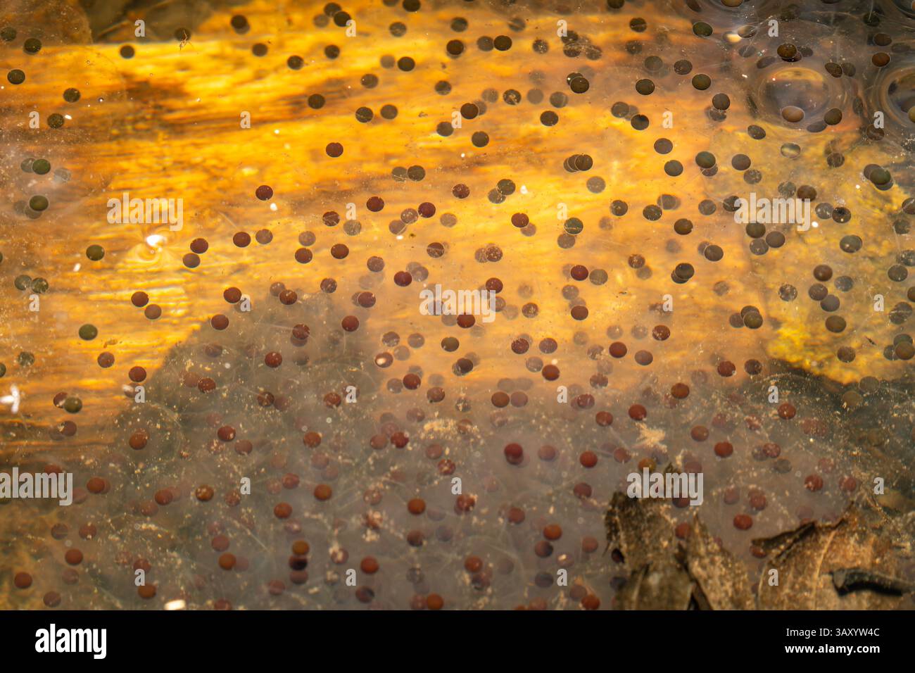 Uova della rana agile (Rana dalmatina) in uno stagno forestale, che mostra la riproduzione anfibia all'inizio della primavera in un habitat acquatico naturale. Foto Stock