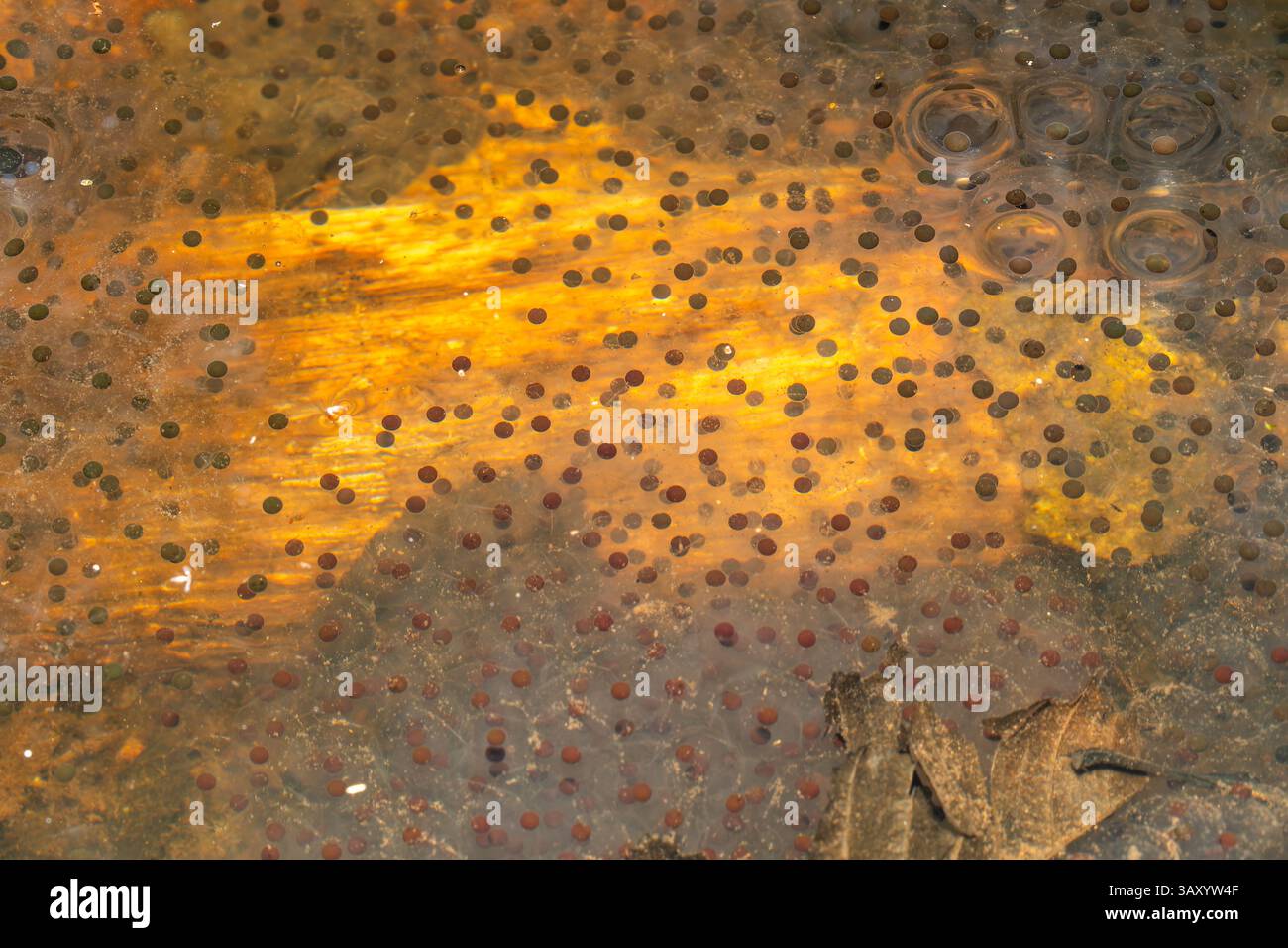 Uova della rana agile (Rana dalmatina) in uno stagno forestale, che mostra la riproduzione anfibia all'inizio della primavera in un habitat acquatico naturale. Foto Stock