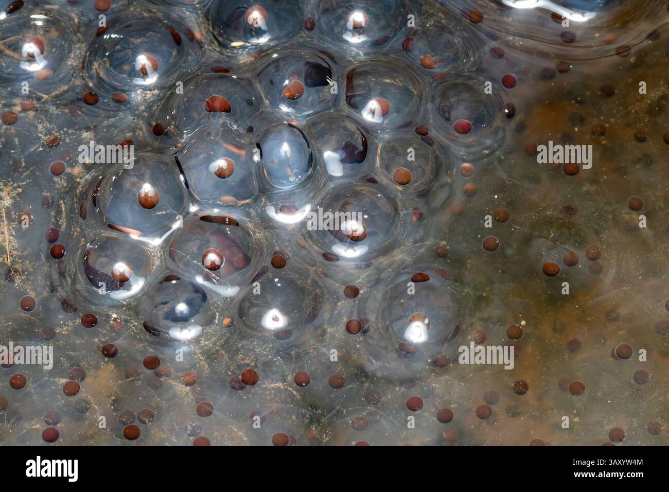 Uova della rana agile (Rana dalmatina) in uno stagno forestale, che mostra la riproduzione anfibia all'inizio della primavera in un habitat acquatico naturale. Foto Stock