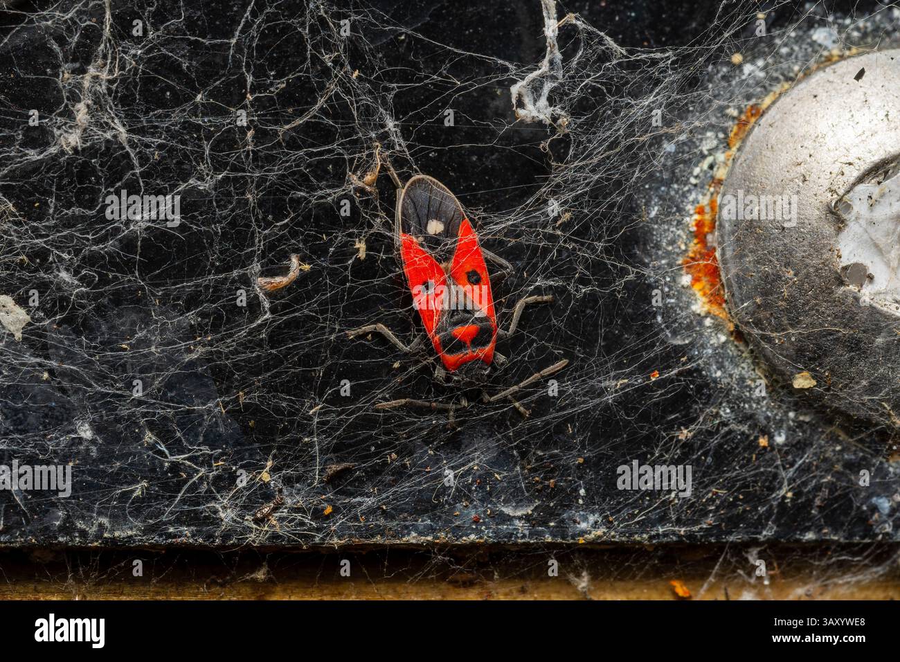 Melanocoryphus albomaculatus morto dietro una ragnatela, catturato in una scena naturale di decadimento e consistenza sul pavimento della foresta o del giardino. Foto Stock