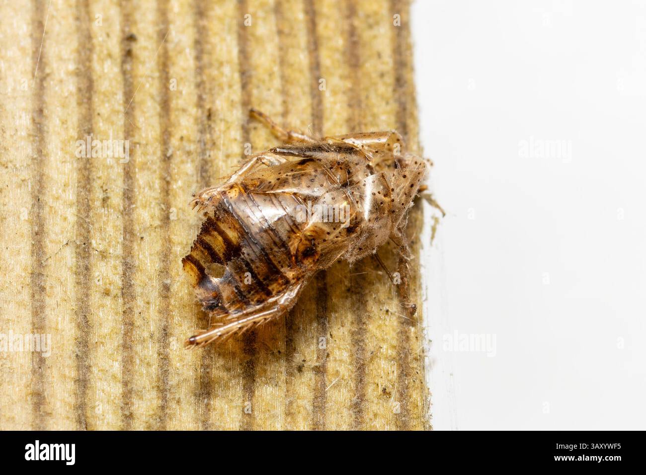 Scava l'esoscheletro di uno scarafaggio, che mostra la fase di muta di questo insetto comune mentre cresce e lascia il suo guscio esterno. Foto Stock