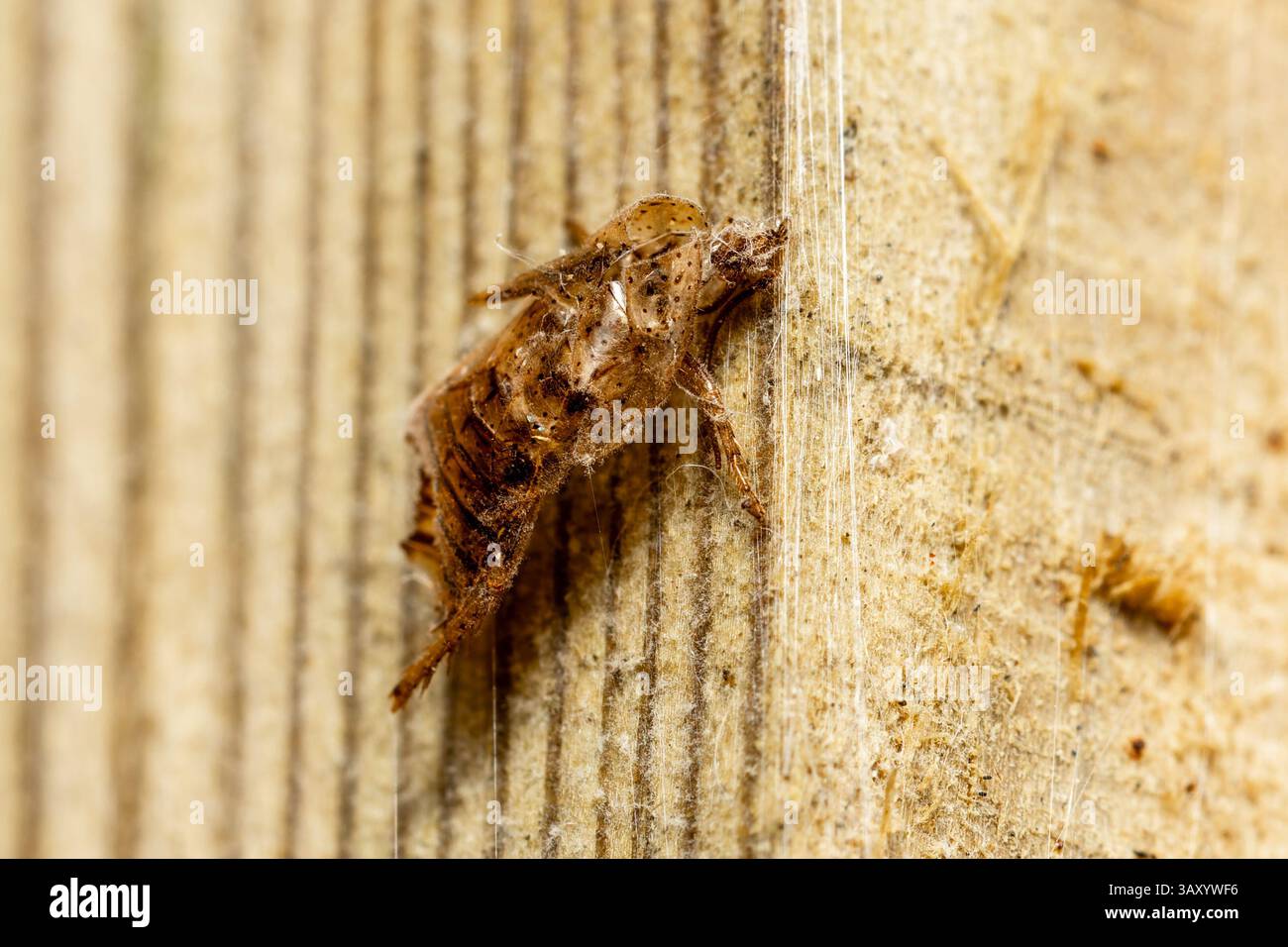 Scava l'esoscheletro di uno scarafaggio, che mostra la fase di muta di questo insetto comune mentre cresce e lascia il suo guscio esterno. Foto Stock