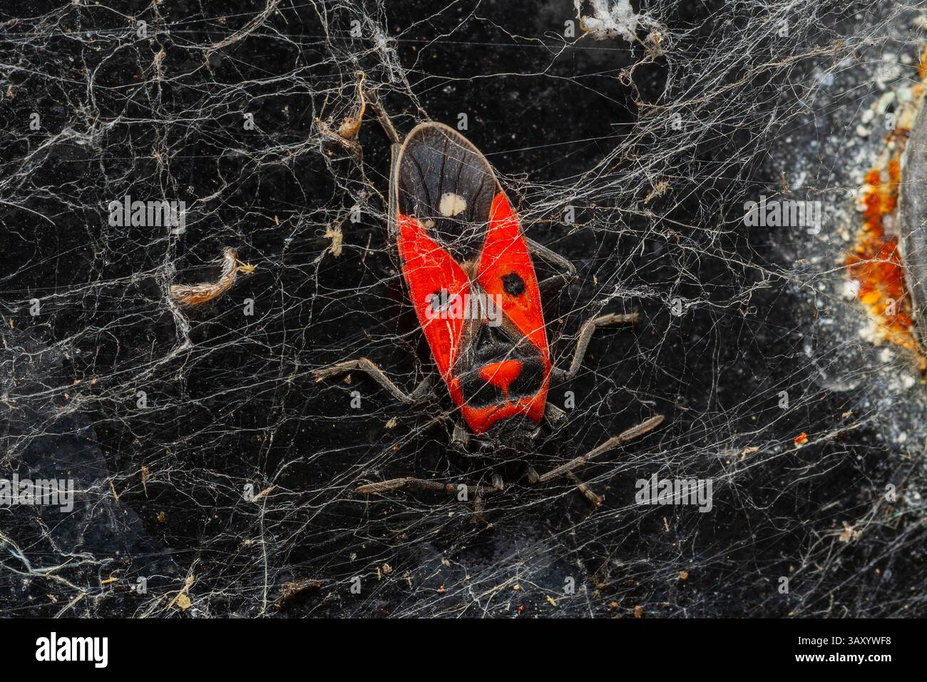 Melanocoryphus albomaculatus morto dietro una ragnatela, catturato in una scena naturale di decadimento e consistenza sul pavimento della foresta o del giardino. Foto Stock