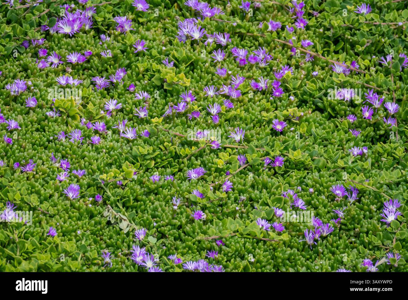 Pianta di ghiaccio hardy, tappeto rosa, Trailing Iceplant, Delosperma cooperi, Nobbies Center, Phillip Island, Australia Foto Stock