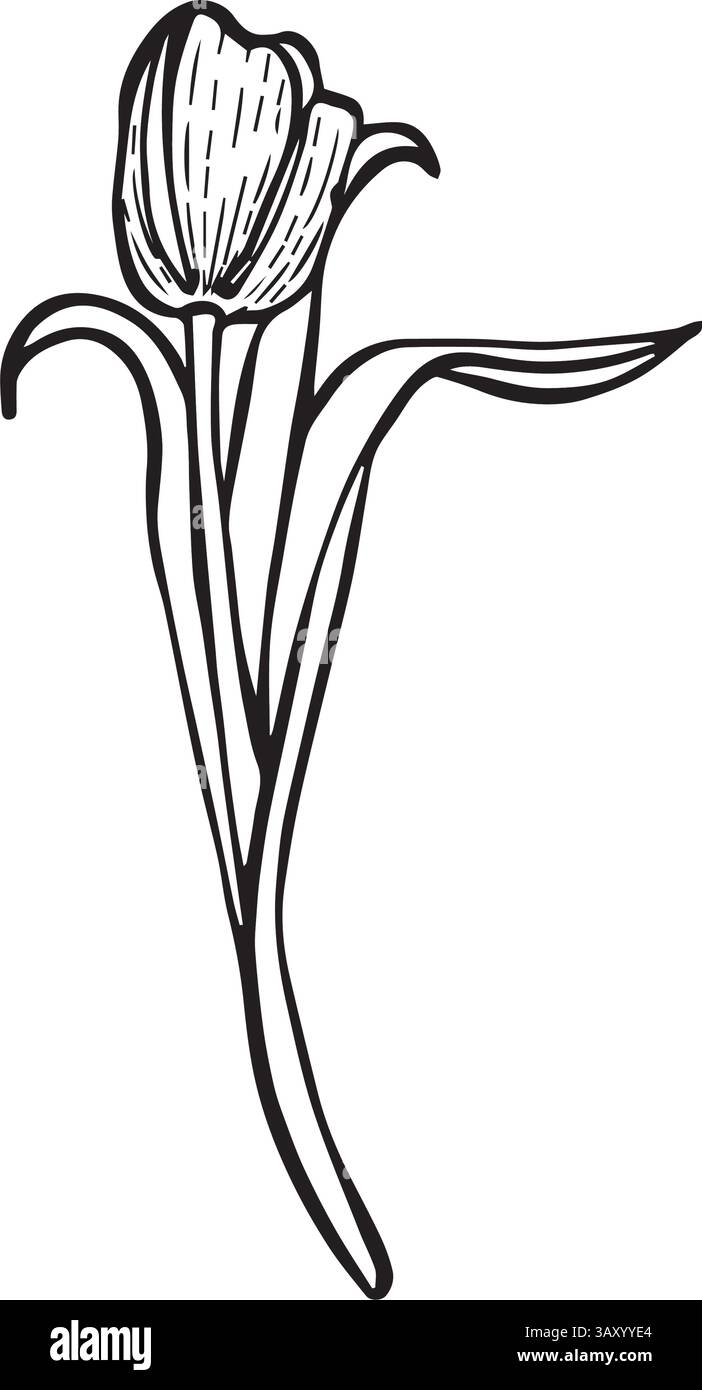 tulip dipinto in grafica vettoriale. Perfetto per biglietti d'auguri, poster, imballaggi, design di matrimoni, collezioni floreali, festa delle donne, festa della mamma e dello sprin Illustrazione Vettoriale
