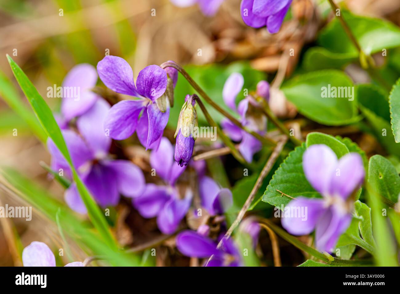 Viola cresce all'aperto in primavera. Viola odorata dolce viola è una perenne profumata e a bassa manutenzione. Foto Stock