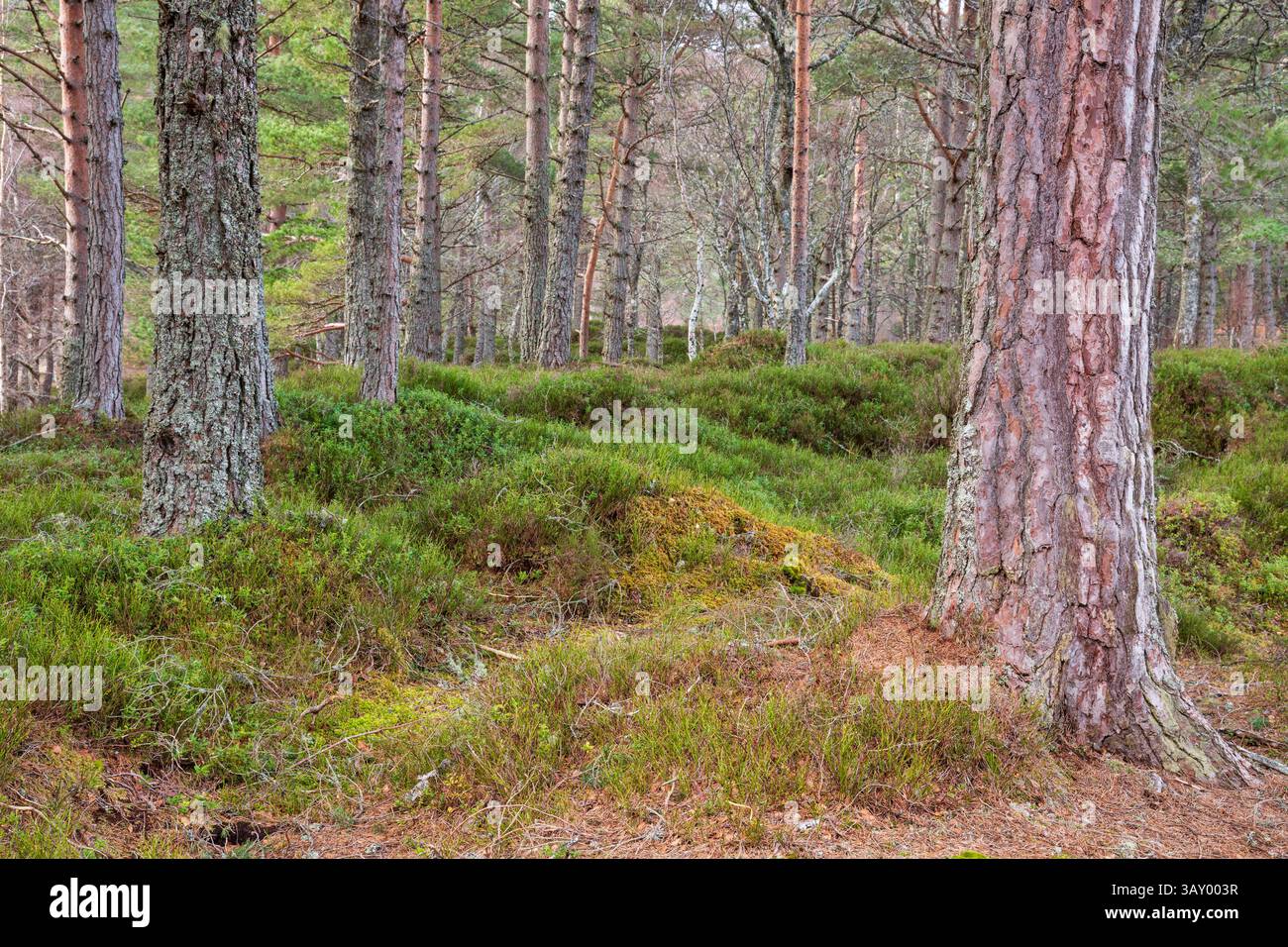 Foresta di pini Caledonian, Glen Affric, Highlands, Scozia Foto Stock