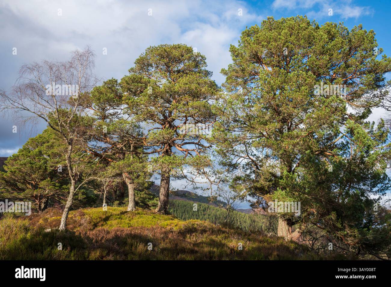 Foresta di pini Caledonian, Glen Affric, Highlands, Scozia Foto Stock