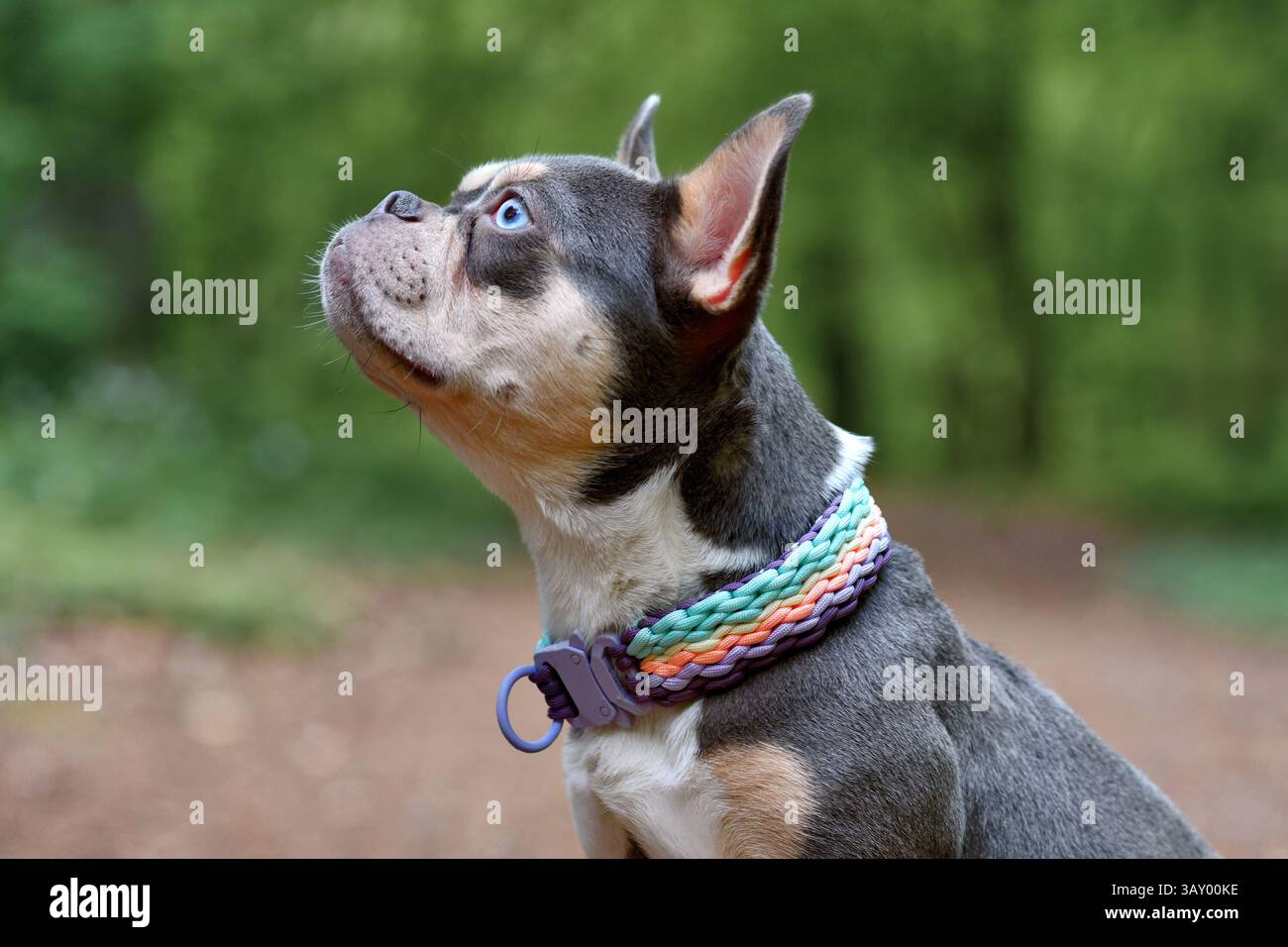 Vista laterale del Bulldog francese color arancio lilla con naso lungo e sano e colletto paracord colorato intrecciato Foto Stock