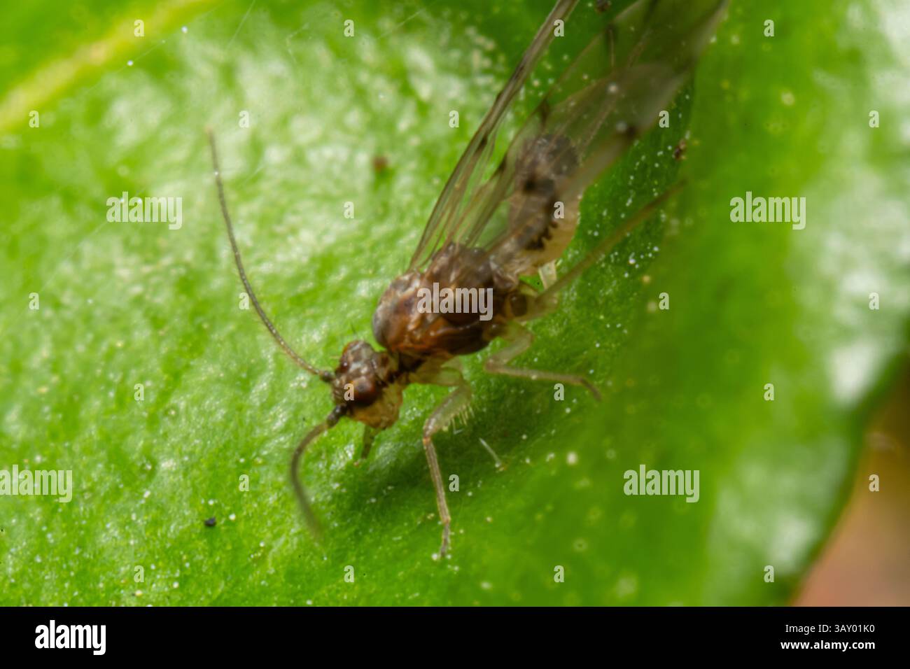 Piccola barklouse di Ectopsocus petersi che poggia su una foglia. Insetto forestale delicato e criptico. Immagine macro che evidenzia la biodiversità minima. Foto Stock