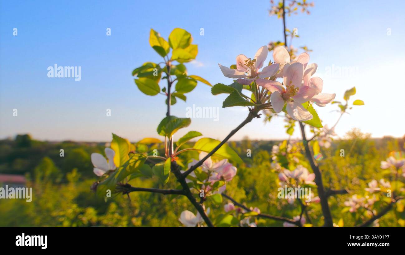 Un ramo di melo in fiore sotto un cielo limpido. Una vista pittoresca di un ramo di melo in fiore con delicati fiori rosa e bianchi che si crogiolano Foto Stock
