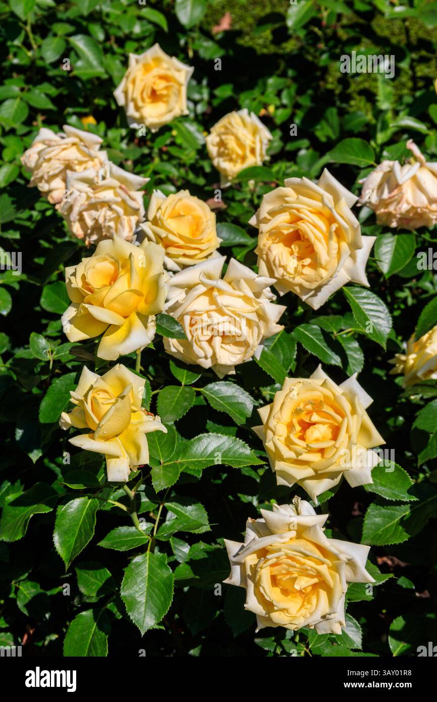 Belle rose gialle sul letto di fiori in un giardino Foto Stock