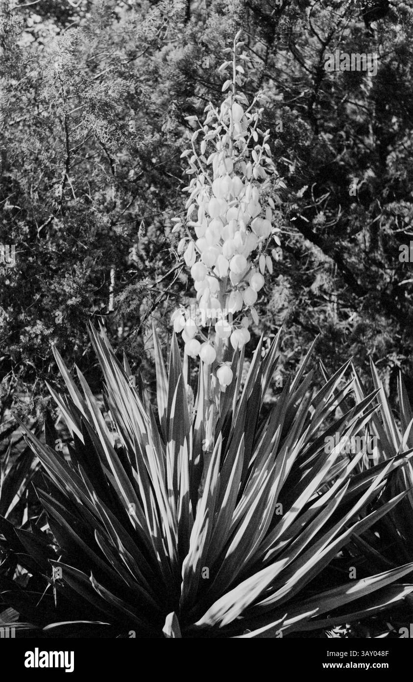 La fioritura della yucca si erge su uno sfondo di verde in un tranquillo giardino / Yucca Plant Flower Spike in monocromo Foto Stock