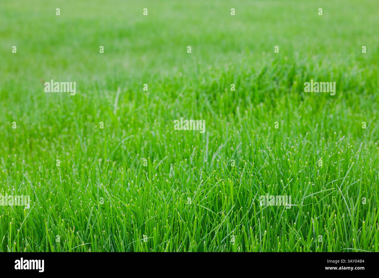 Campo di erba verde rigogliosa da vicino. Foto Stock