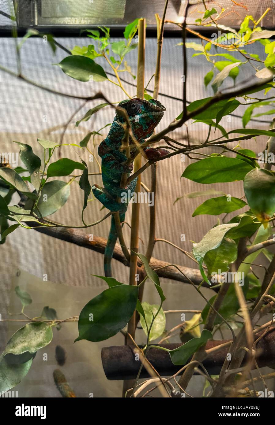 Camaleonte colorato mimetizzato tra foglie e rami Foto Stock