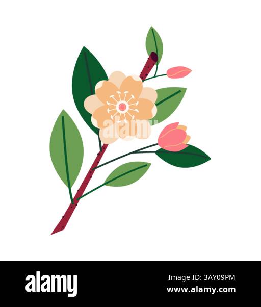Una magnolia in fiore, un bellissimo fiore su sfondo bianco. Illustrazione Vettoriale Una magnolia in fiore, un bellissimo fiore su sfondo bianco. Illustrazione Vettoriale