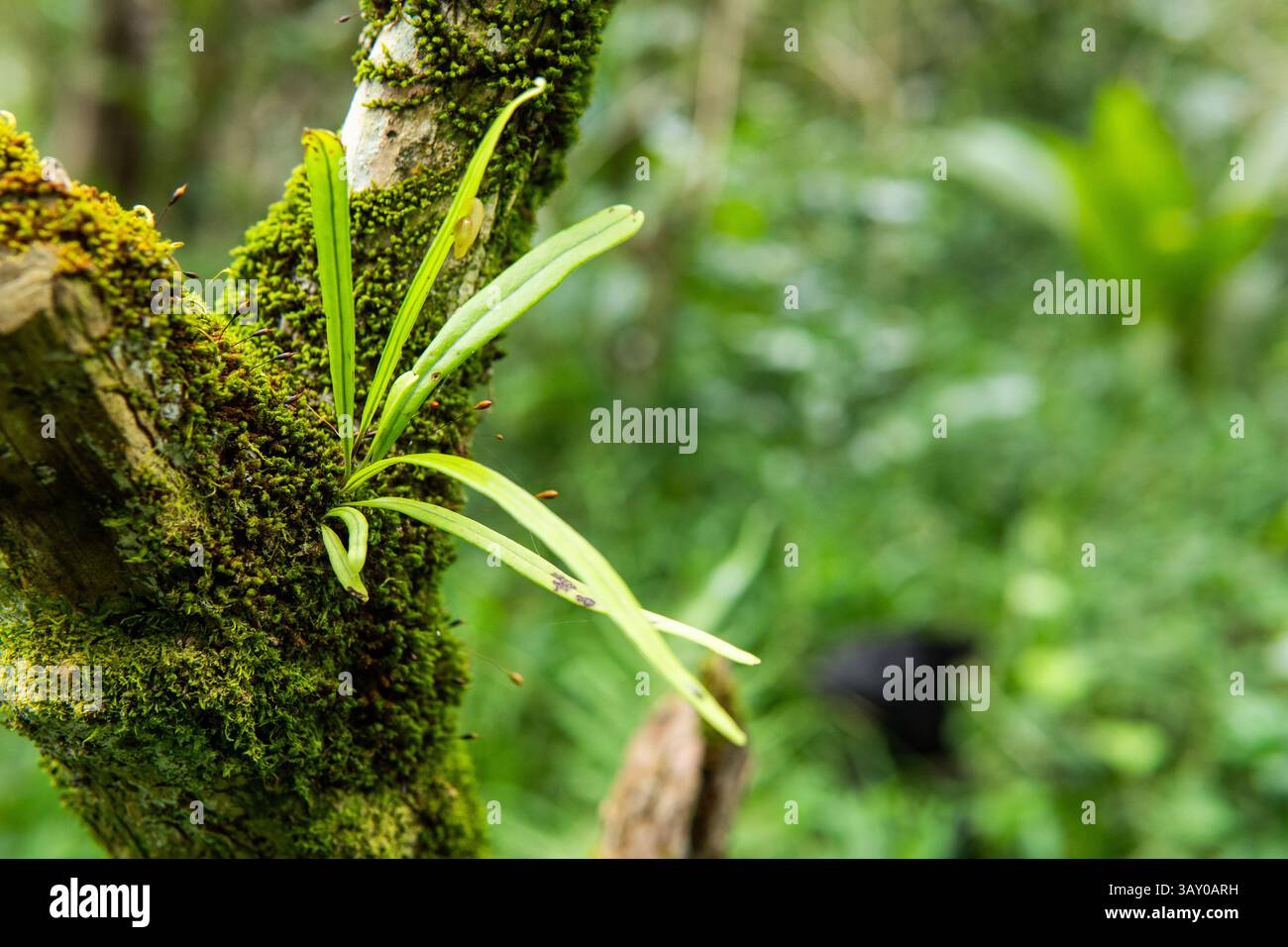 Felce giovane (Campyloneurum spp.) cresce epifiticamente su un tronco di albero coperto di muschio in una foresta tropicale. Foto Stock