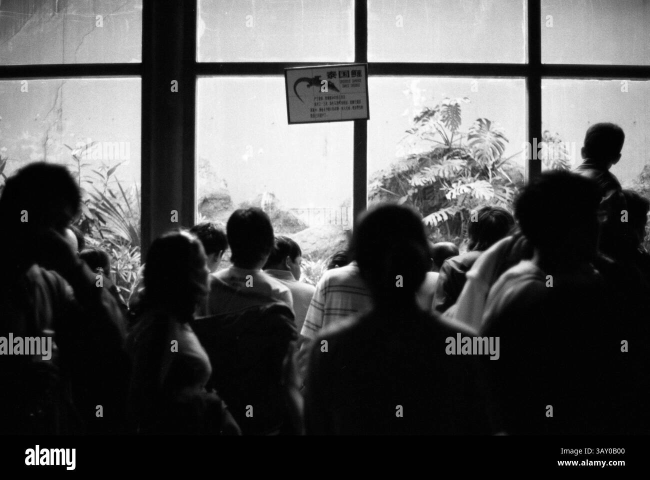 Visitatori che osservano il coccodrillo tailandese alla Casa rettile dello zoo di Pechino, anni '2010, Pechino, Cina Foto Stock