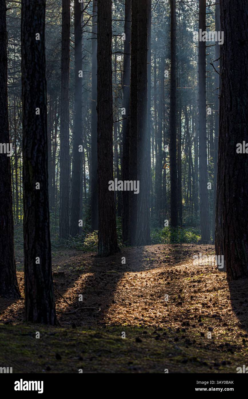 La luce del sole splende nel bosco di Merseyside, in una mattinata di sole Foto Stock