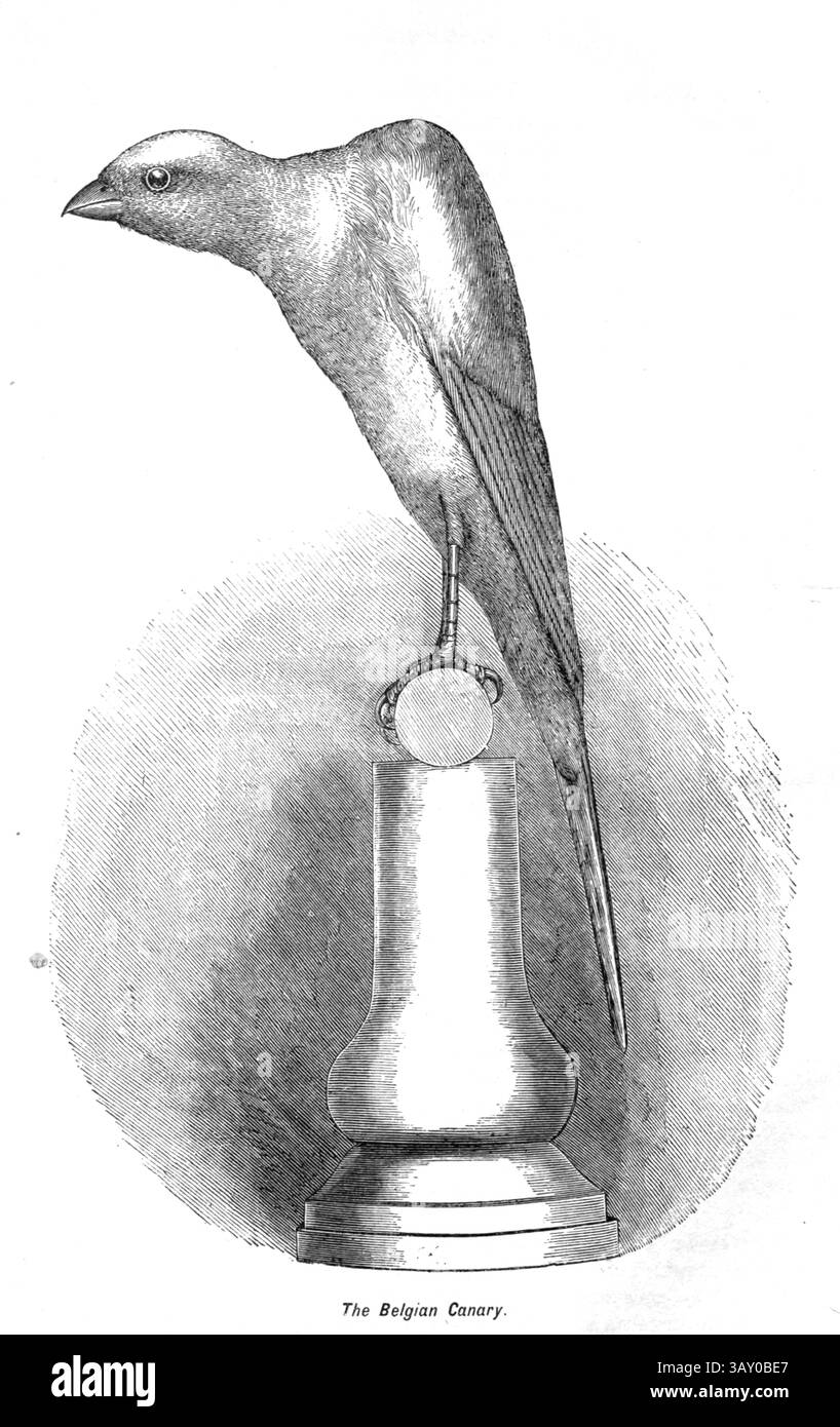 Le Canarie belghe affondano le sue radici nel XVII secolo, quando gli allevatori in Belgio iniziarono a allevare selettivamente canari selvatici per le loro melodie. L'obiettivo era quello di migliorare le capacità canore naturali di questi uccelli, portando alla creazione delle prime razze belghe delle Canarie. Dal libro Canaries and Cage-Birds : The food, care, breeding, diseases and treatment of all House Birds di Holden, George Henry, 1848-1914 data di pubblicazione 1888 auto pubblicato a New York, Boston, Providence di G. H. Holden Foto Stock