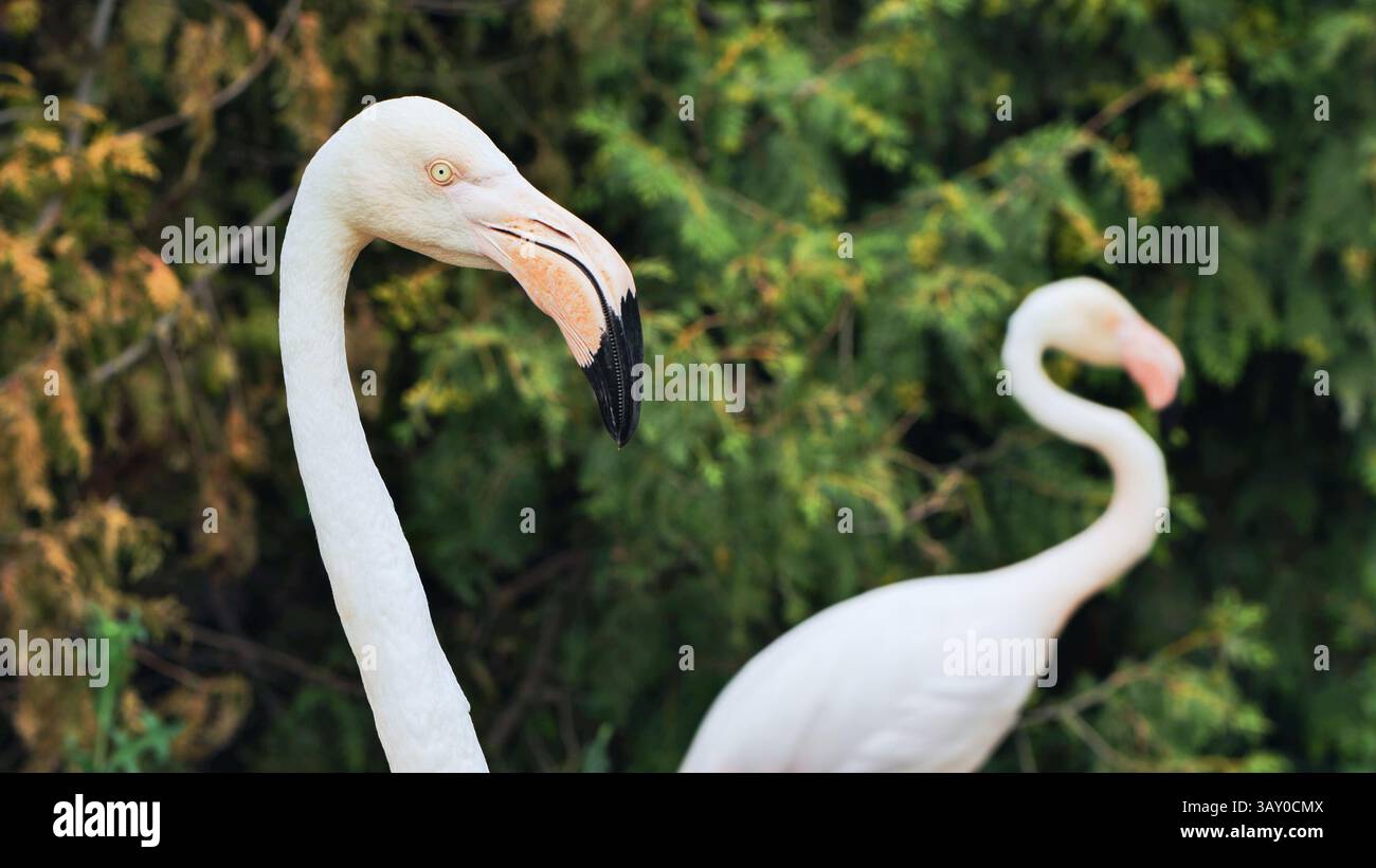 Il grande flamingo mostra il suo lungo collo e il becco nello zoo Foto Stock