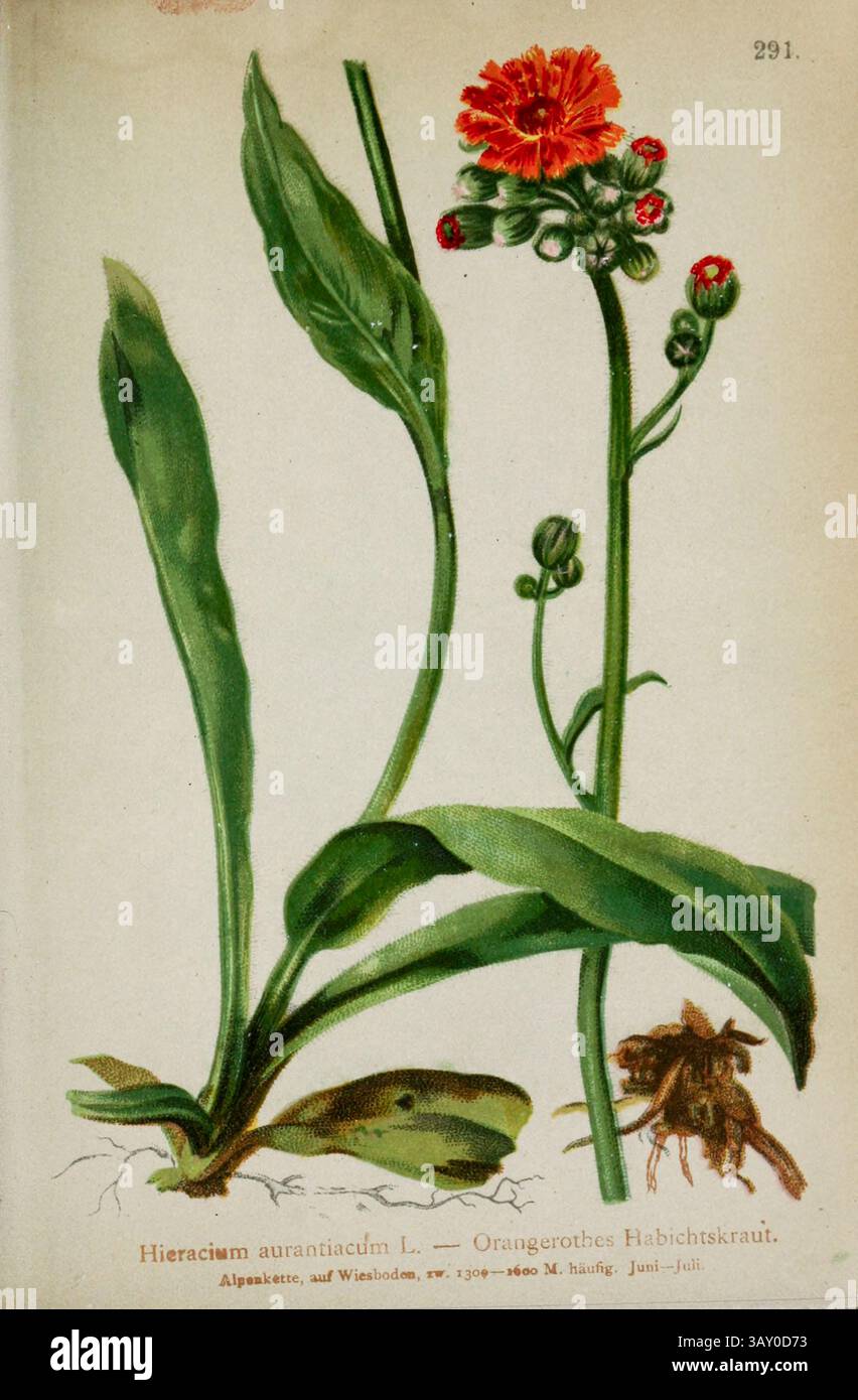 Hieracium aurantiacun L. Orangerothes Habichtskraut Pilosella aurantiaca è una pianta perenne della famiglia delle Asteraceae originaria delle regioni alpine dell'Europa centrale e meridionale, dove è protetta in diverse regioni. Disegno botanico da ' Atlas der Alpenflora ' volume 3 di Hartinger, Anton, B. 1806; dalla Torre, K. W. von (Karl Wilhelm), 1850-1928; Deutscher Alpenverein (fondato nel 1874) pubblicato nel 1882 Foto Stock