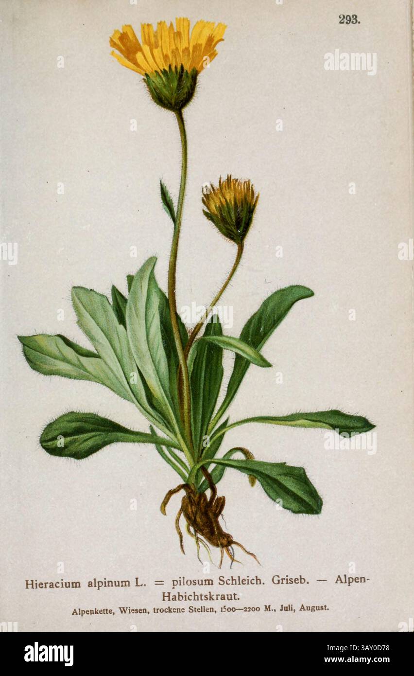 Hieracium alpinum L. = pilosum Schleich. Griseb. — Alpen Habichtskraut. Hieracium alpinum, l'alga alpina, è una specie di piante eurasiatiche della tribù delle Cichorieae della famiglia delle Asteraceae. È originario dell'Europa ed è stato trovato anche in Groenlandia. Disegno botanico da ' Atlas der Alpenflora ' volume 3 di Hartinger, Anton, B. 1806; dalla Torre, K. W. von (Karl Wilhelm), 1850-1928; Deutscher Alpenverein (fondato nel 1874) pubblicato nel 1882 Foto Stock