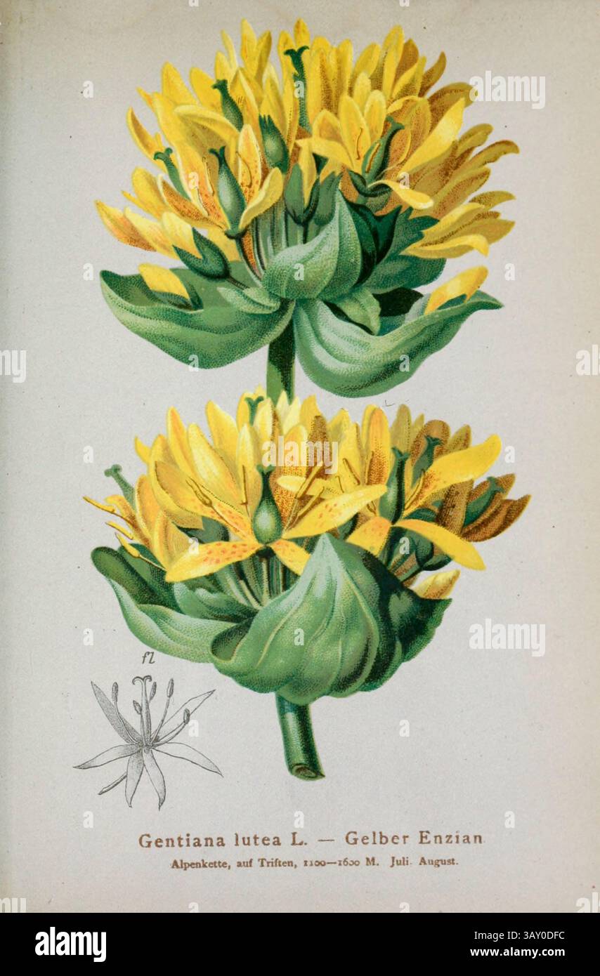 Gentiana lutea L. — Gelber Enzian Gentiana lutea, la grande genziana gialla, è una specie di genziana originaria delle montagne dell'Europa centrale e meridionale. Disegno botanico da ' Atlas der Alpenflora ' volume 3 di Hartinger, Anton, B. 1806; dalla Torre, K. W. von (Karl Wilhelm), 1850-1928; Deutscher Alpenverein (fondato nel 1874) pubblicato nel 1882 Foto Stock