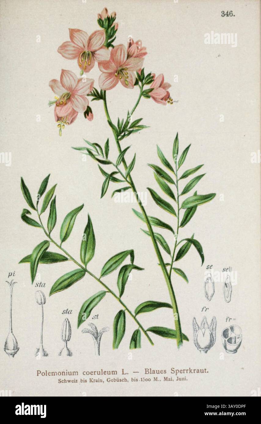 Polemonium coeruleum L. — Blaues Sperrkraut. Il Polemonium caeruleum, noto come Jacob's-ladder o greco valeriano, è una pianta perenne a fiore resistente. La pianta produce fiori a forma di tazza, blu o bianchi. È originaria delle regioni temperate d'Europa. È la specie tipo della famiglia phlox, Polemoniaceae. Disegno botanico da ' Atlas der Alpenflora ' volume 3 di Hartinger, Anton, B. 1806; dalla Torre, K. W. von (Karl Wilhelm), 1850-1928; Deutscher Alpenverein (fondato nel 1874) pubblicato nel 1882 Foto Stock