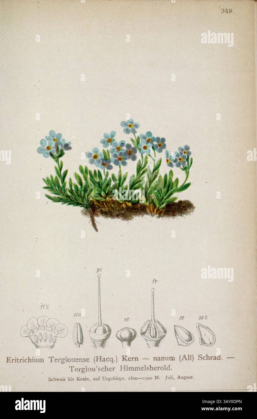 Eritrichium Terglouense (Hacq.) Kern -= nanum (tutti) Schrad. Terglou'scher Himmelsherold. Disegno botanico da ' Atlas der Alpenflora ' volume 3 di Hartinger, Anton, B. 1806; dalla Torre, K. W. von (Karl Wilhelm), 1850-1928; Deutscher Alpenverein (fondato nel 1874) pubblicato nel 1882 Foto Stock