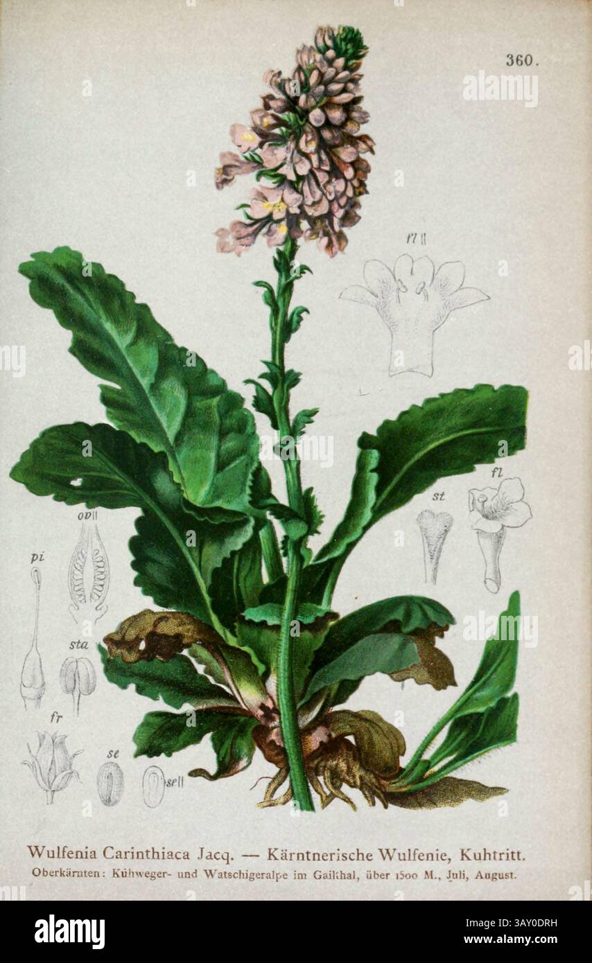 Wulfenia Carinthiaca Jacq. — Kärntnerische Wulfenie, Kuhtritt. La Wulfenia carinthiaca, comunemente nota come wulfenia, è una pianta della famiglia delle piantane. È endemica del monte Gartnerkofel delle Alpi Carniche al confine austro-italiano. Disegno botanico da ' Atlas der Alpenflora ' volume 3 di Hartinger, Anton, B. 1806; dalla Torre, K. W. von (Karl Wilhelm), 1850-1928; Deutscher Alpenverein (fondato nel 1874) pubblicato nel 1882 Foto Stock