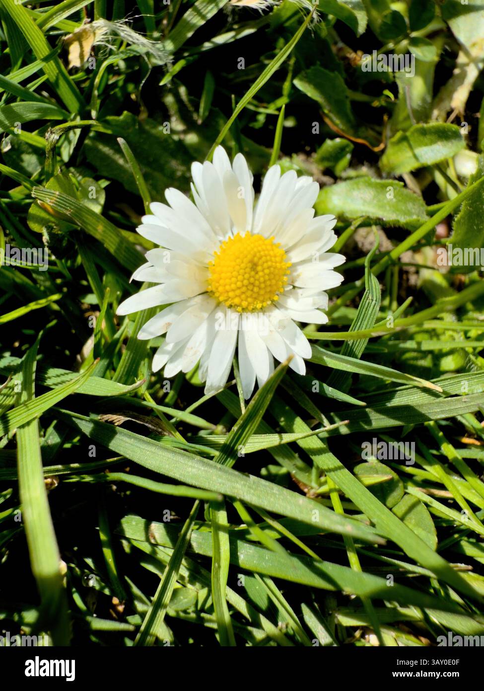 Fiore a margherita luminoso in erba verde, perfetto per progetti a tema naturale. L'immagine ad alta risoluzione cattura il centro giallo brillante e i delicati petali bianchi - Immagine stock catturata con smartphone