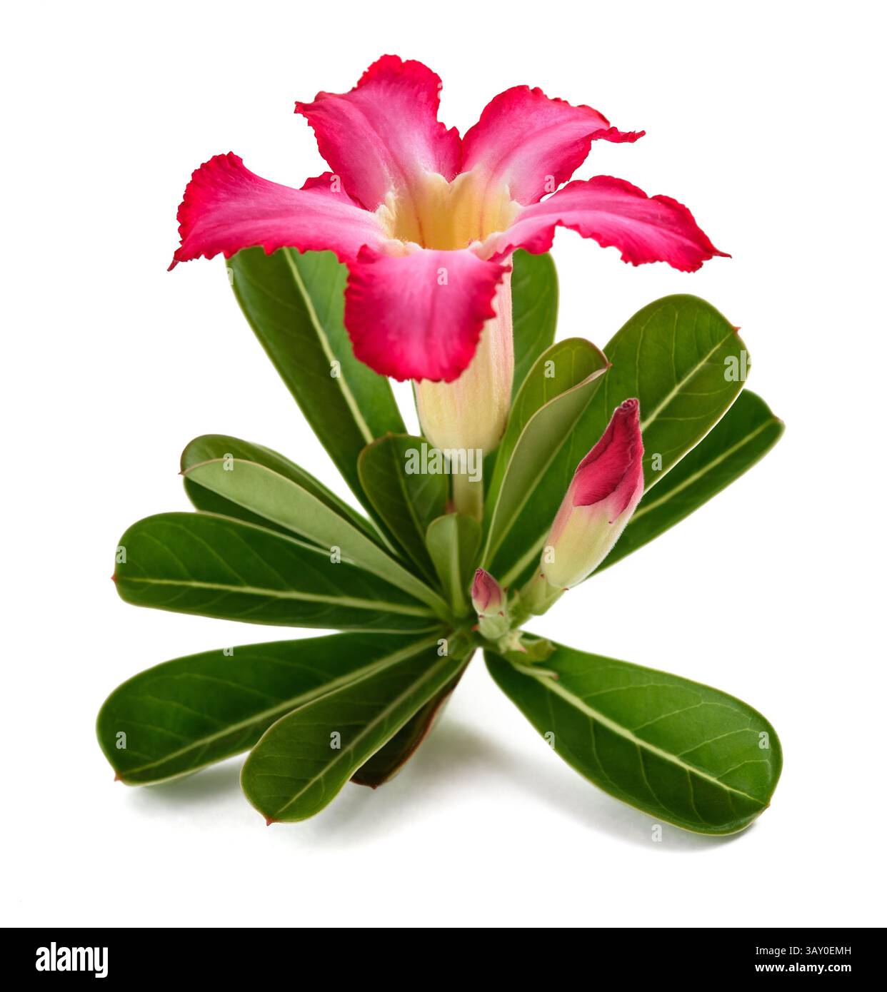 Fiore di rosa del deserto isolato su bianco Foto Stock