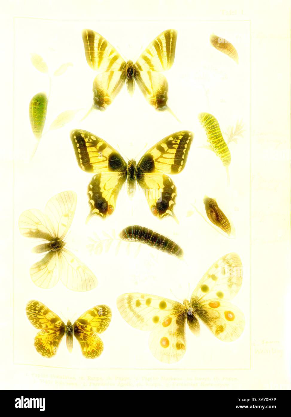 Un'intricata disposizione di vari esemplari di farfalle e caterpillars, che mostrano le loro forme e motivi unici. Ogni esemplare è accuratamente illustrato, mettendo in evidenza la diversità di colori e consistenze che si trovano nel mondo degli insetti: Farfalle, caterpillars e pupae in Europa centrale 1, Papilio Podalirius, Papilio Machaon, Thais Polyxena, Parnassius Apollo, Parnassius Mnemosyne, piastra i, dopo S. XIII, Deuchert, Heinrich (del. ad. nat.); Slocombe, A. (del. Ad nat.), 1893, Max Korb; Heinrich Deuchert; A. Slocombe: Die Schmetterlinge Mittel-Europas: Darstellung und Beschreibung der hauptsä Foto Stock