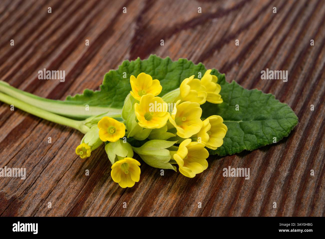 Fiori di Primrose Cowslip su sfondo in legno Foto Stock