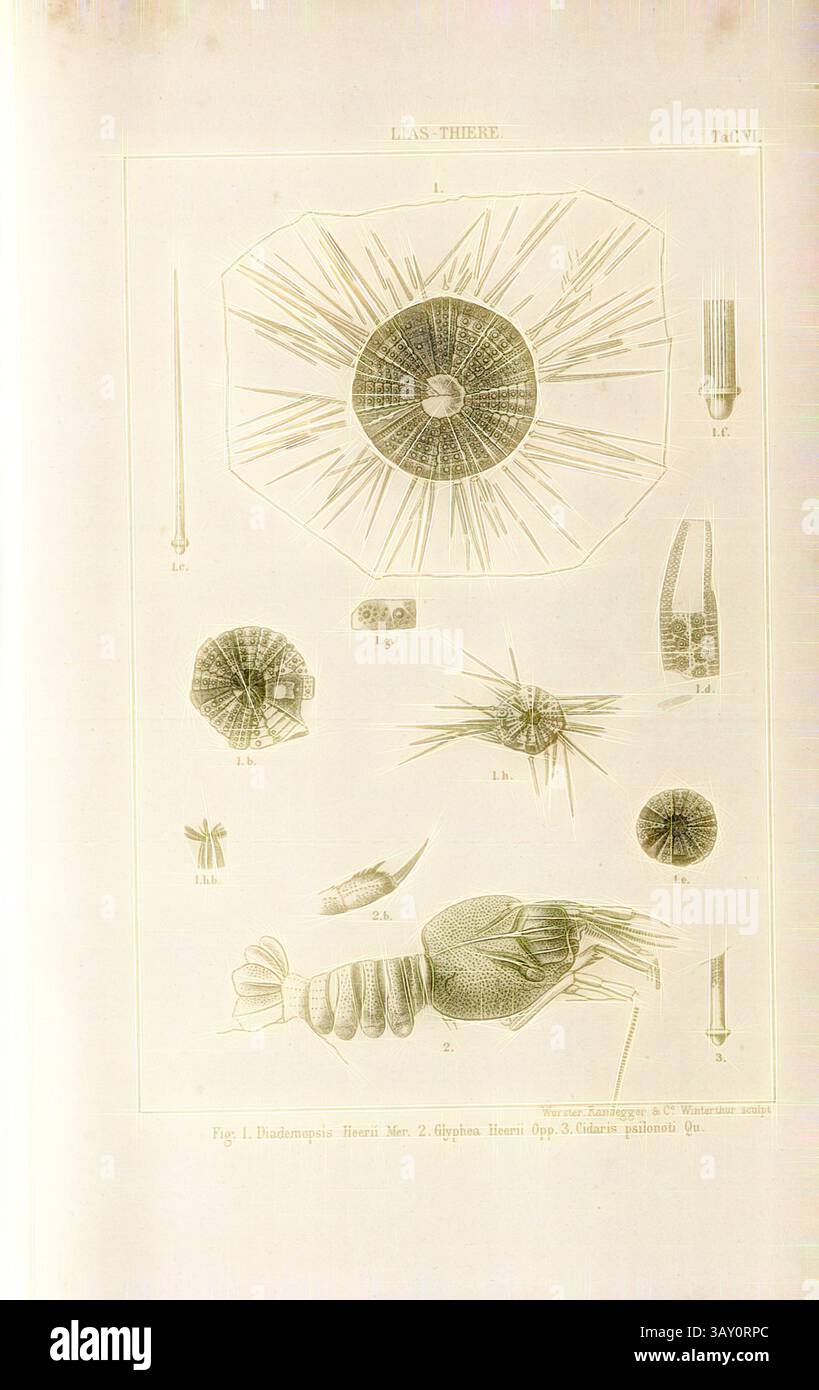 Un'illustrazione scientifica dettagliata con vari organismi marini, tra cui una stella marina, un riccio di mare e diverse creature acquatiche più piccole, etichettate con numeri corrispondenti per l'identificazione. La composizione mostra una varietà di forme e texture presenti nell'ecosistema oceanico., Lias - animali, vari animali del Lias, PL. Vi, secondo P. 713, 1883, Oswald Heer: Die Urwelt der Schweiz. Zürich: Schulthess, 1883, arte classica con un tocco moderno reinventata da Artotop Foto Stock